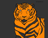 Dibujo Tigre 3 pintado por AlejandroJ