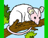 Dibujo Ardilla possum pintado por queyla