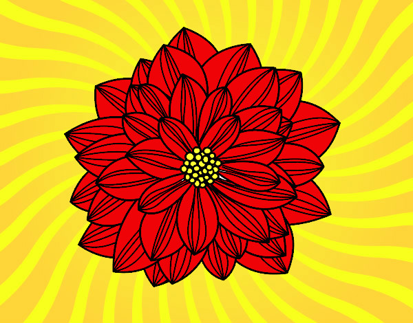 Flor de dalia