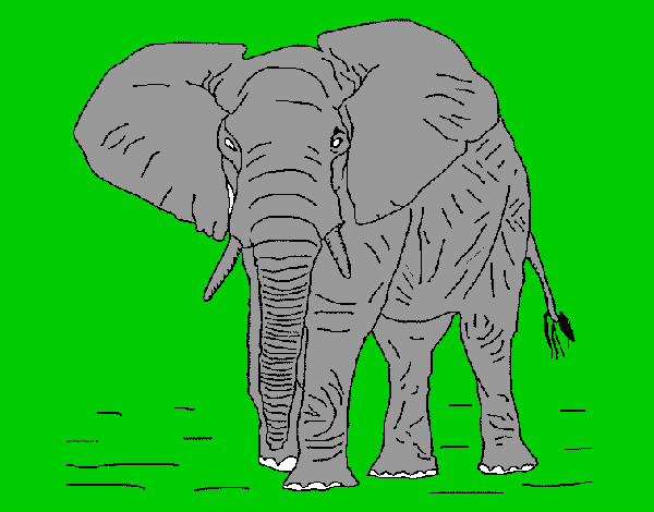 Elefante 1