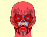 Dibujo Músculos de la cara pintado por ru_82