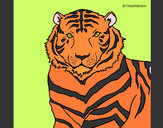 Dibujo Tigre 3 pintado por PINGUITO8