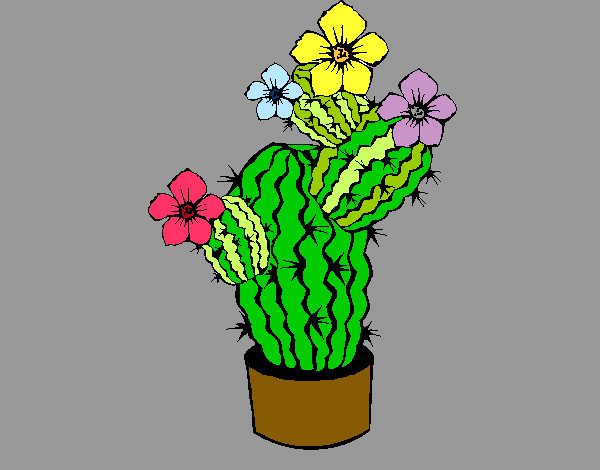 Flores de cactus