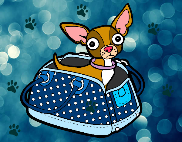 Dibujo Chihuahua de viaje pintado por fatucha