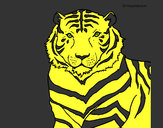 Dibujo Tigre 3 pintado por dacaga