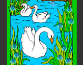 Dibujo Cisnes pintado por fabiana14