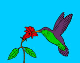 Dibujo Colibrí y una flor pintado por nsmn