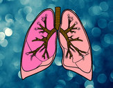 Dibujo Pulmones y bronquios pintado por clarialejo