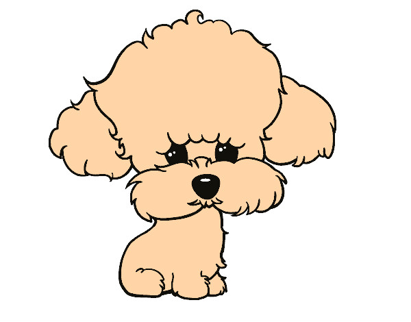 Cachorro de poodle