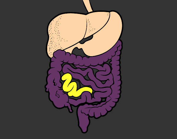 Dibujo Sistema digestivo pintado por martina50