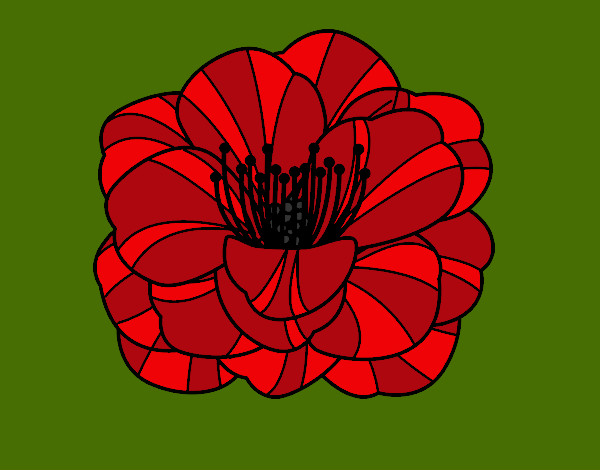 Amapola