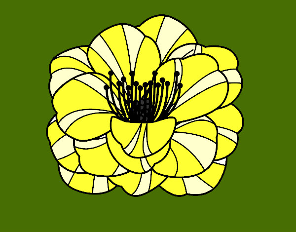 Amapola