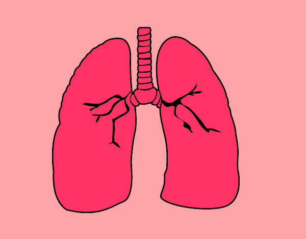 pulmones 