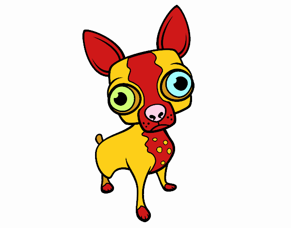 Chihuahua