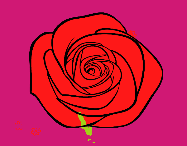 Flor de rosa