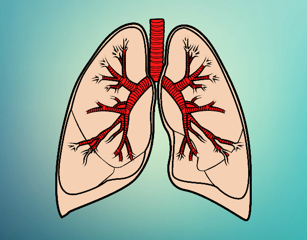 pulmones