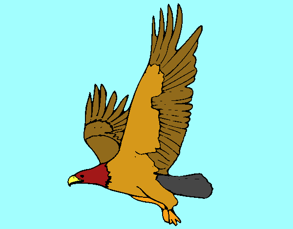 Águila volando