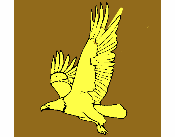 Águila volando