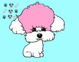 Cachorro de poodle