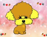 Cachorro de poodle