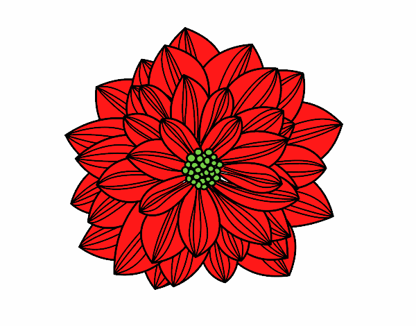 Flor de dalia