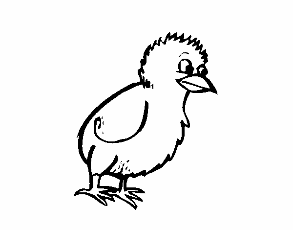 Pollito