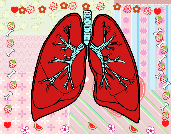 Pulmones y bronquios