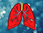 Pulmones y bronquios