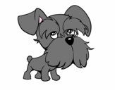 Schnauzer