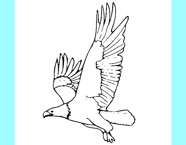 Águila volando