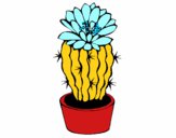 Cactus con flor