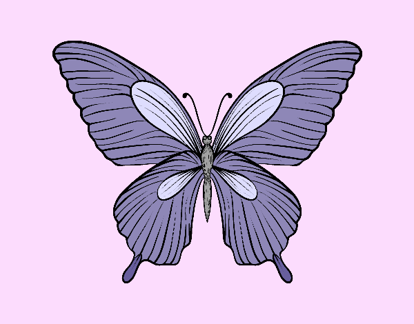 Mariposa tropical