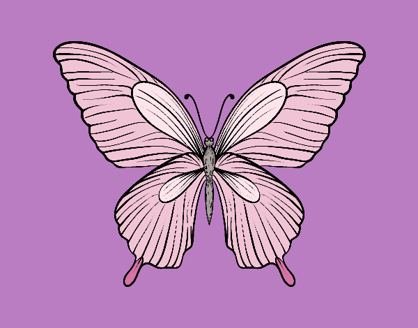 Mariposa tropical