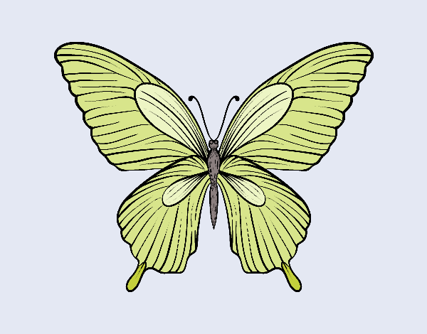 Mariposa tropical