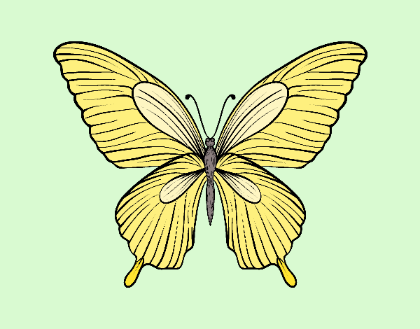 Mariposa tropical