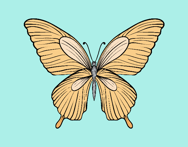 Mariposa tropical