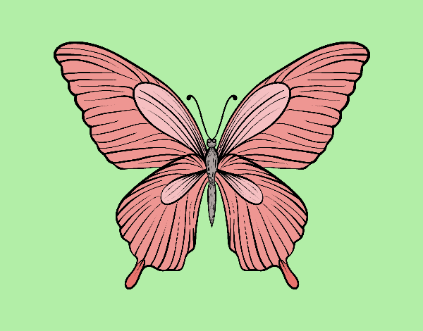 Mariposa tropical