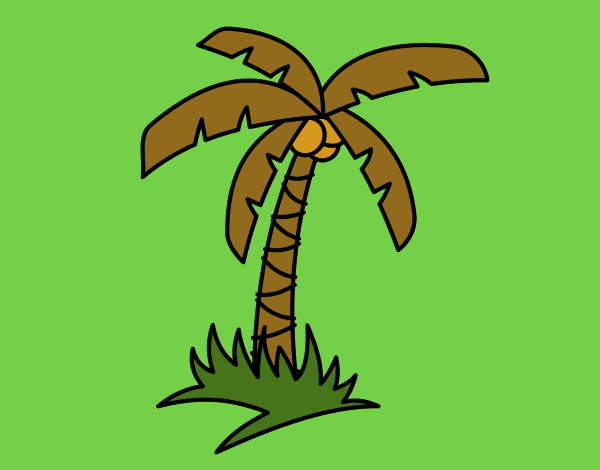 Palmera tropical