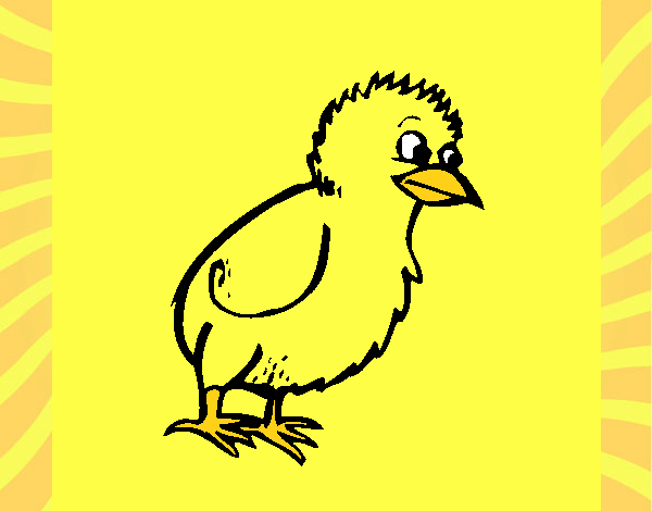 Pollito