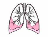 Pulmones y bronquios