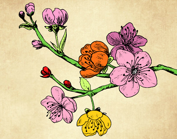 Dibujo Rama de cerezo pintado por Mariadelca