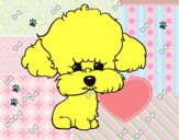 Cachorro de poodle