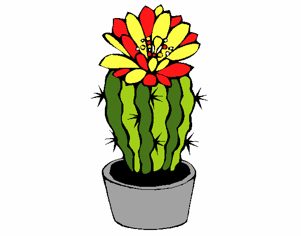 Cactus con flor