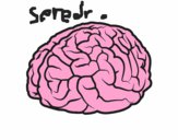 Cerebro