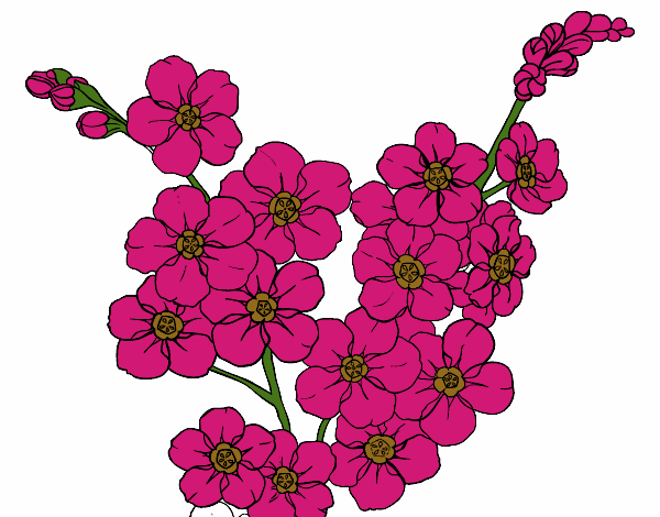 Flor de cerezo