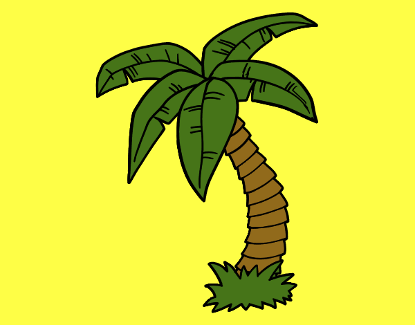 Palmera