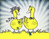 Pareja de patos