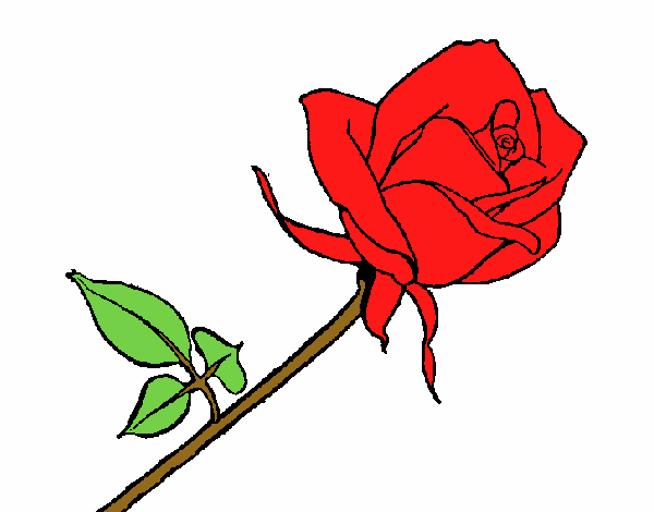 Rosa