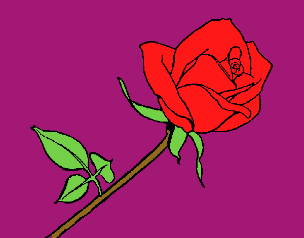 Rosa