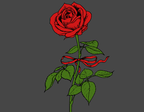 Una rosa